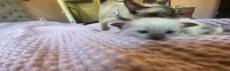 Tonkinese cats for sale: Tonkinese x Raagdoll -Tonkdoll - Advert 14