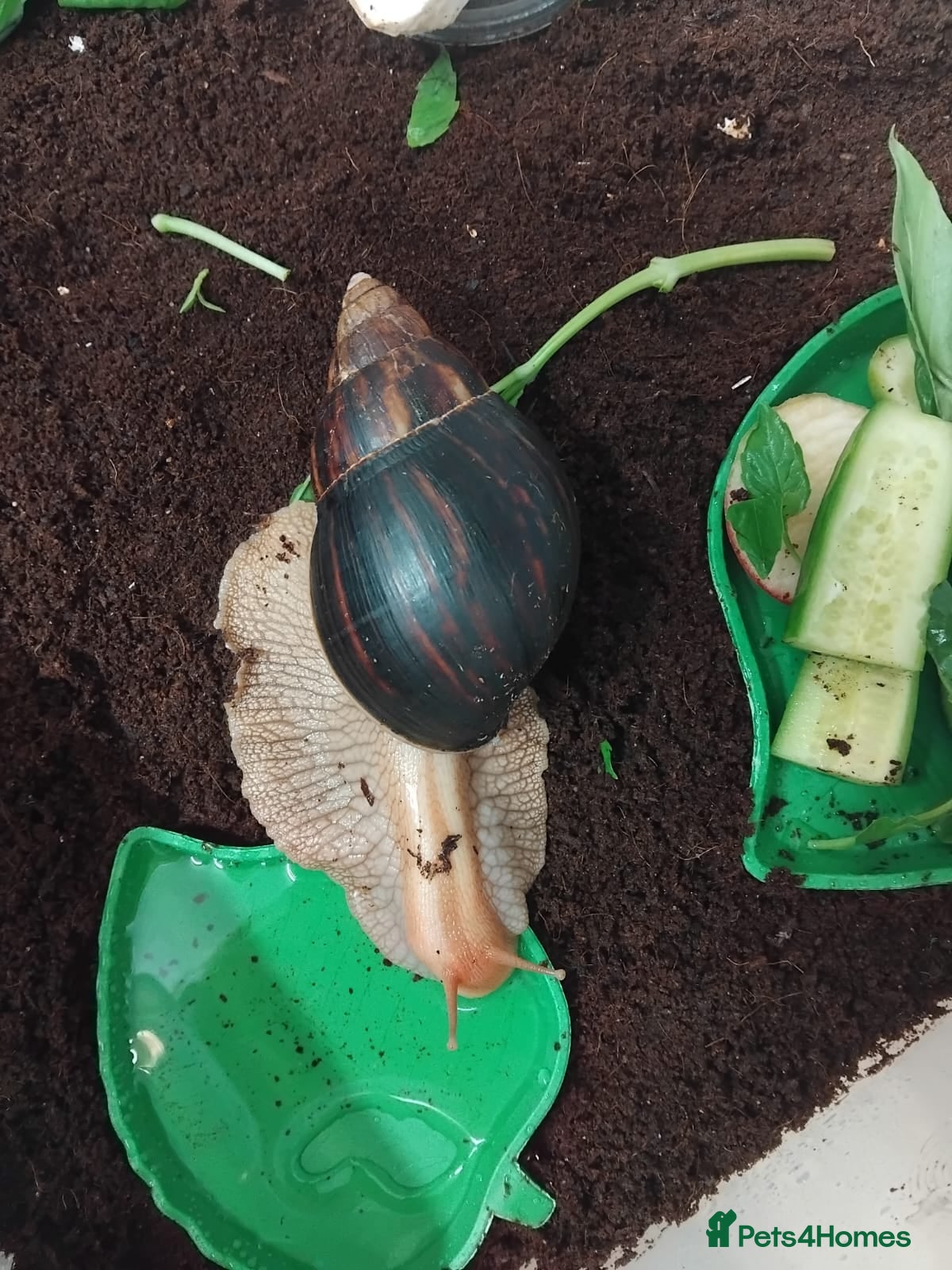 Snails invertebrates Affrican land snail babies  - Advert 5