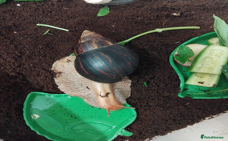 Snails invertebrates - Advert 1