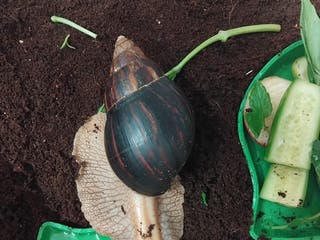 Snails invertebrates Affrican land snail babies - Advert 11