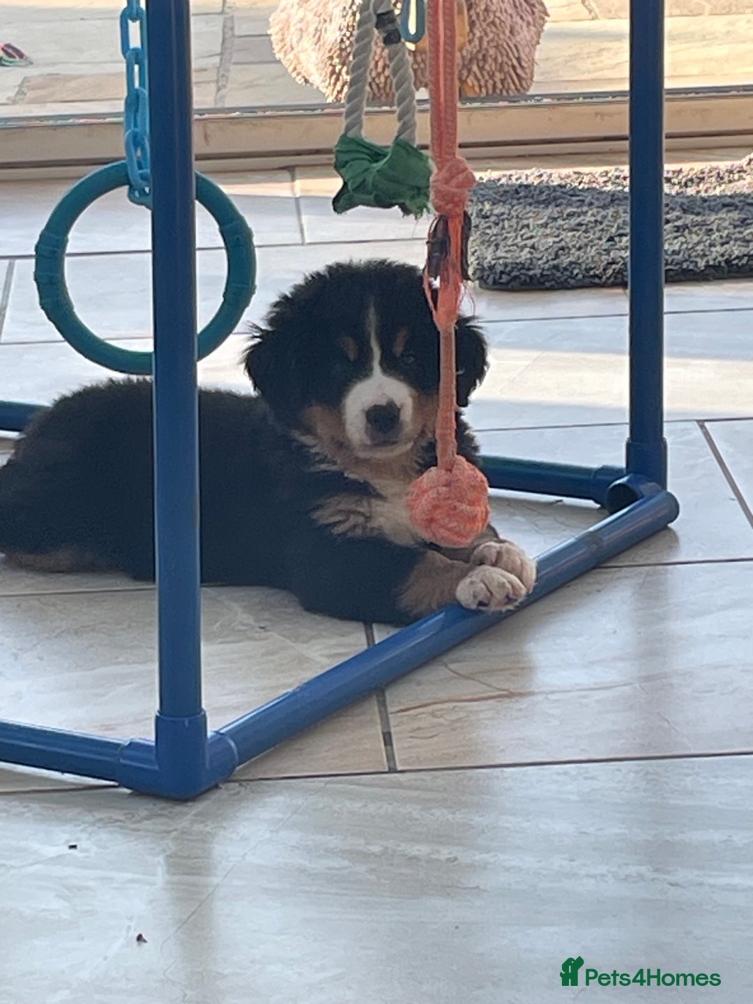 Bernese Mountain Dog dogs for sale: Beutiful girls and boys available  - Image 8