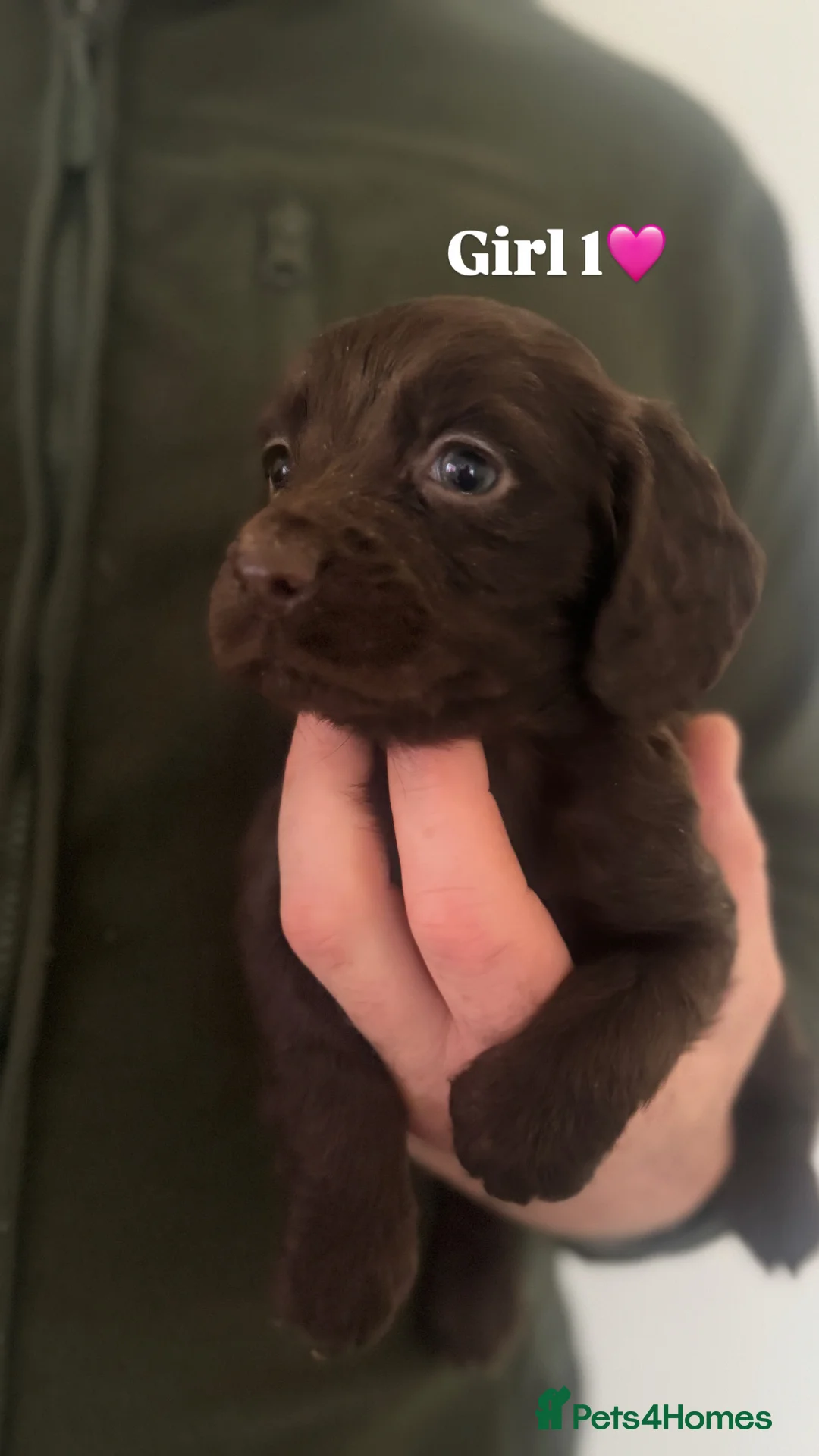 Cocker Spaniel dogs for sale: Cocker Spaniel Puppies.  - Advert 15