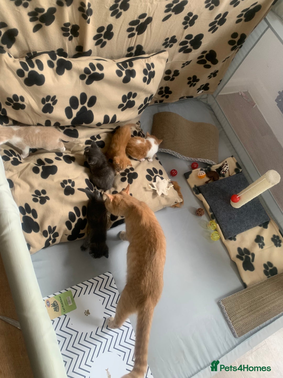 Mixed Breed cats for sale: 5 beautiful mixed British short hair  ✨ - Image 27