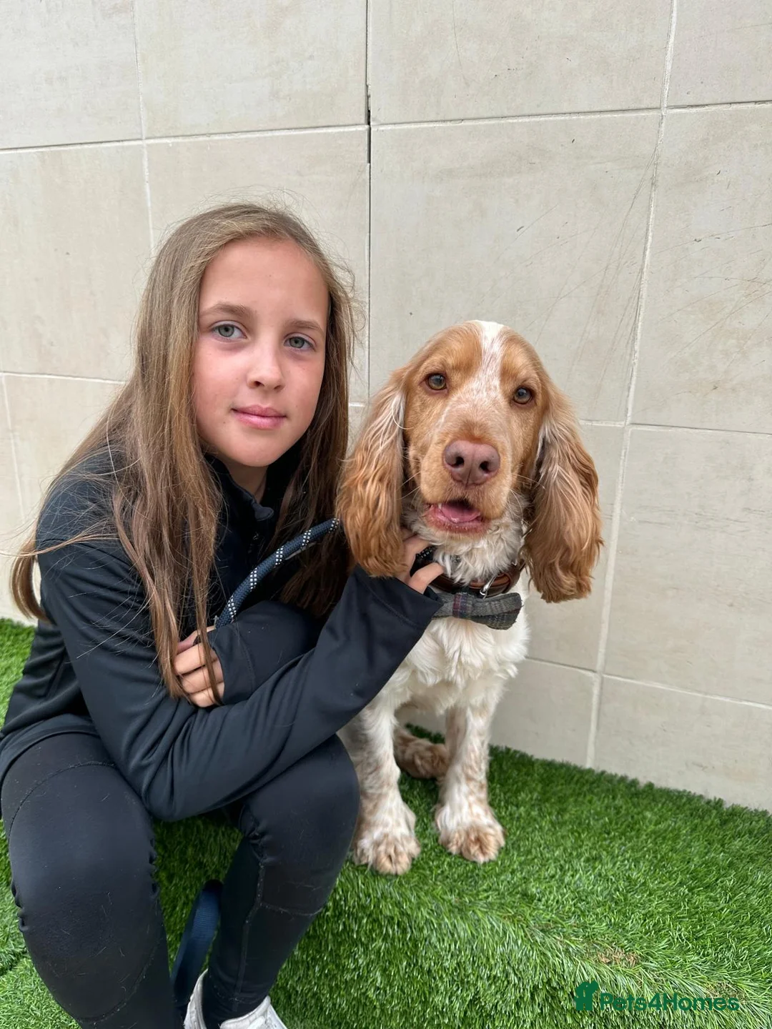Cocker Spaniel dogs for stud: KC Reg Show Cocker Spaniel- Extensively DNA tested in Warrington - Advert 15