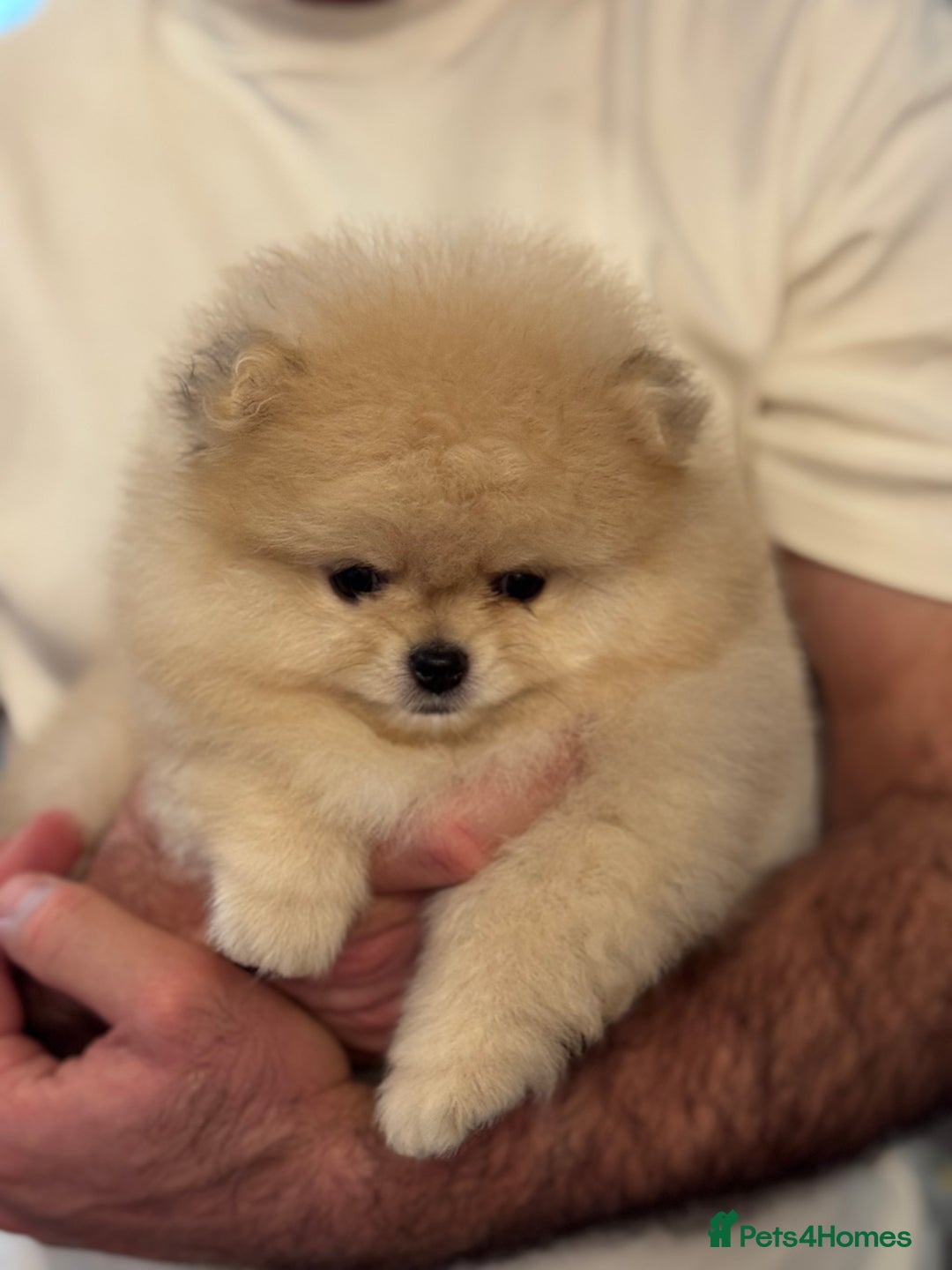 Pomeranian dogs for sale: Teddy Bear Pomeranian Puppies – Top Quality - Advert 4