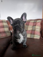 French Bulldog dogs French bulldog pups - Advert 2