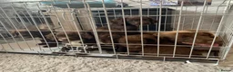 Sprocker dogs for sale: Sprocker puppies  - Advert 27