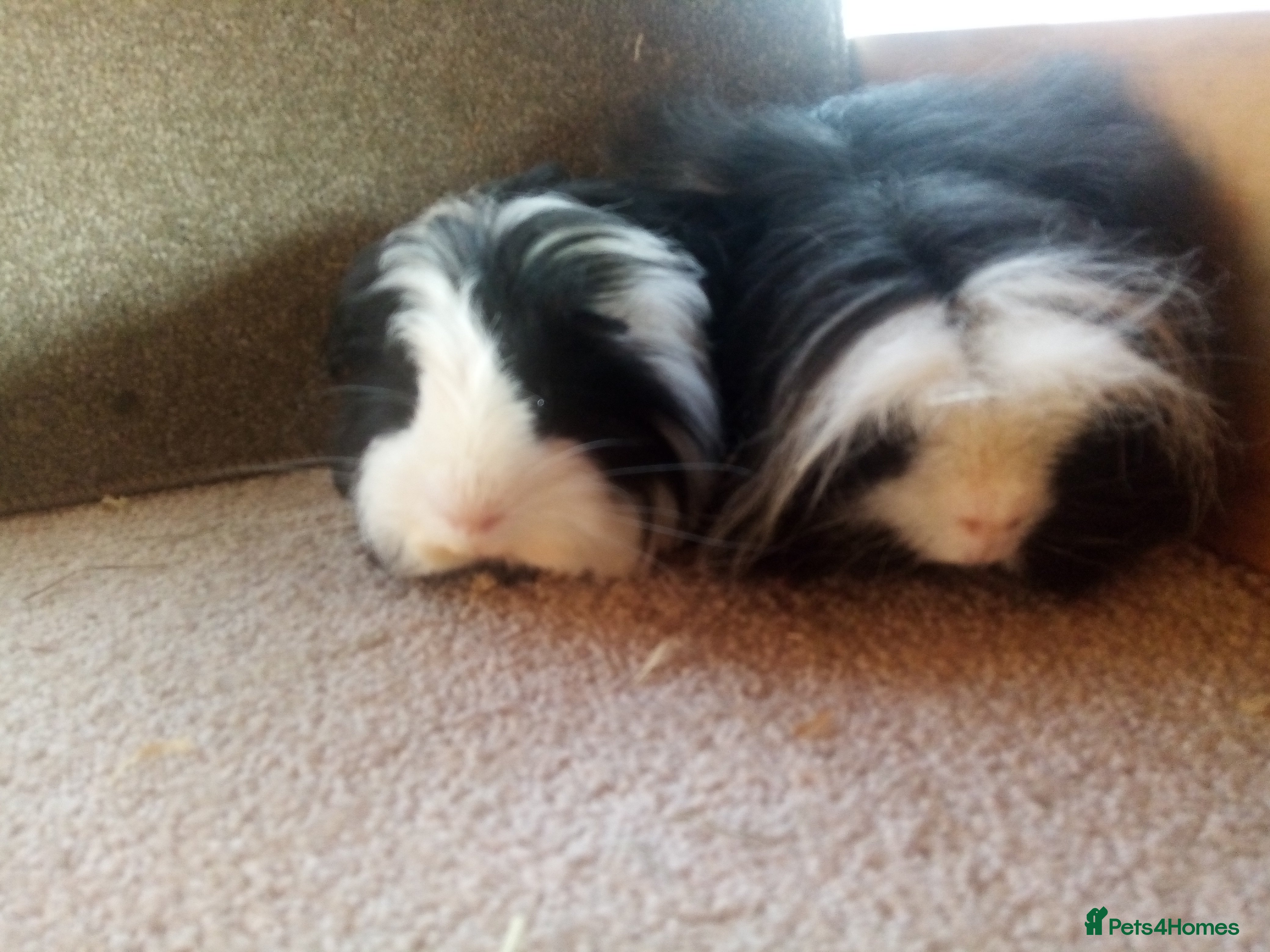 Guinea Pig rodents Sheltie /Merino Guinea pigs  - Advert 13