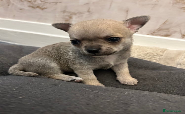 Chihuahua dogs - Advert 2