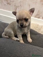 Chihuahua dogs - Advert 16