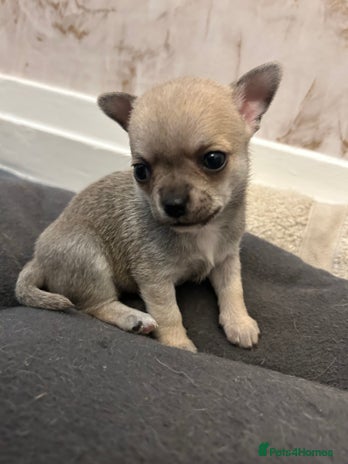 Chihuahua dogs - Advert 2