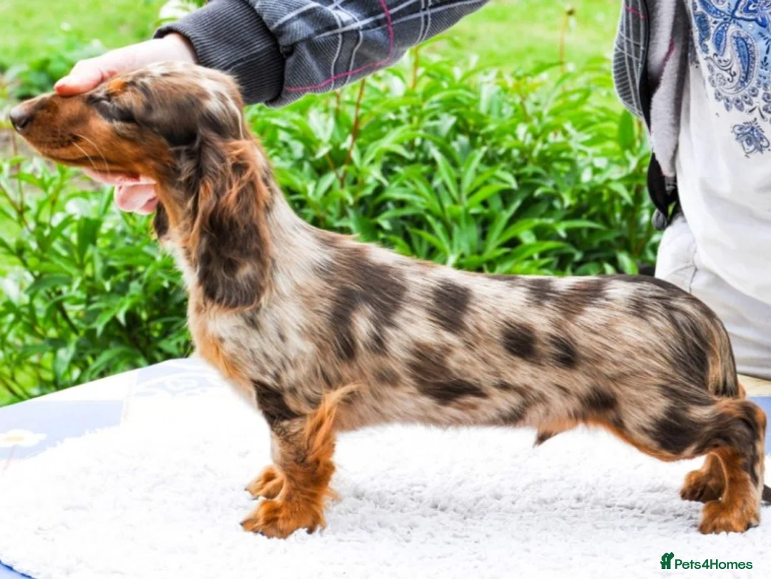 Dachshund dogs for stud: *STUD* Minature Long Haired Dachshund PRA 1 Clear in Waltham Abbey - Advert 8
