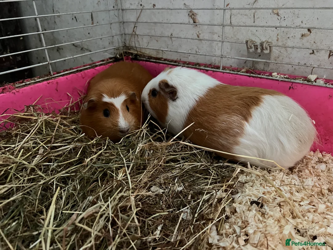 Guinea Pig rodents for sale: Guinea pigs with set up  - Advert 4