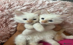 Ragdoll cats for sale: Adorable 2 male kittens, Ragdoll dad, mum Siamese - Image 4