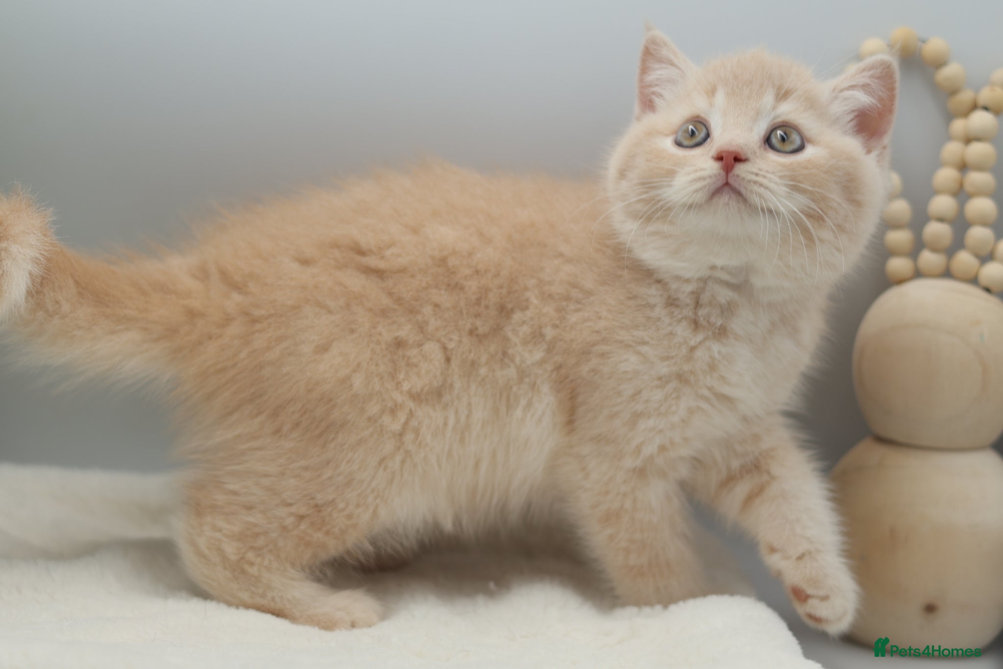 British Shorthair cats PEDIGREE REGISTERED CHUNKY BRITISH SHORTHAIRS - Advert 2