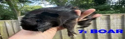 Guinea Pig rodents for sale: Various Guinea Pigs - Ready Now - Advert 13