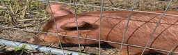 Pig livestock for sale: Tamworth outdoor  in Glasgow - Advert 2