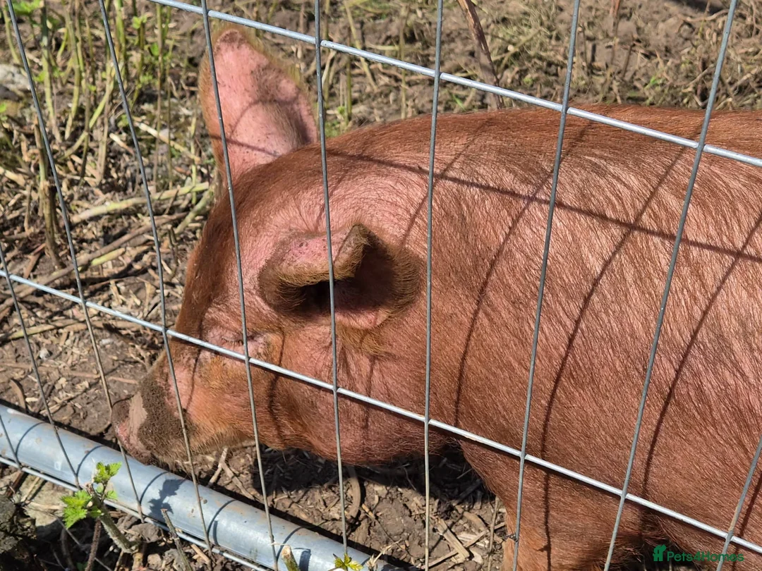 Pig livestock for sale: Tamworth outdoor  in Glasgow - Advert 2