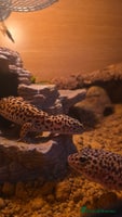 Leopard Gecko reptiles - Advert 2