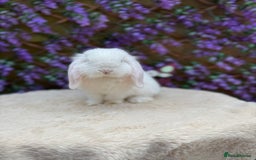 Mini Lop rabbits for sale: Mini lop sibling pair  - Image 11