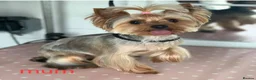 Yorkshire Terrier dogs for sale:   5 generation pedigree sertificate boy & girl  - Advert 15