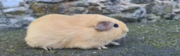 Guinea Pig rodents for sale: Male guinea pig - Advert 3