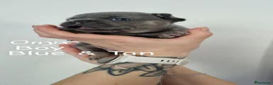 French Bulldog 2