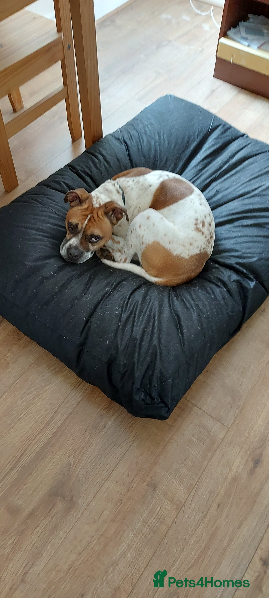Mixed Breed dogs for sale: Steve - Image 2