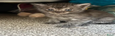Maine Coon Kitten 5