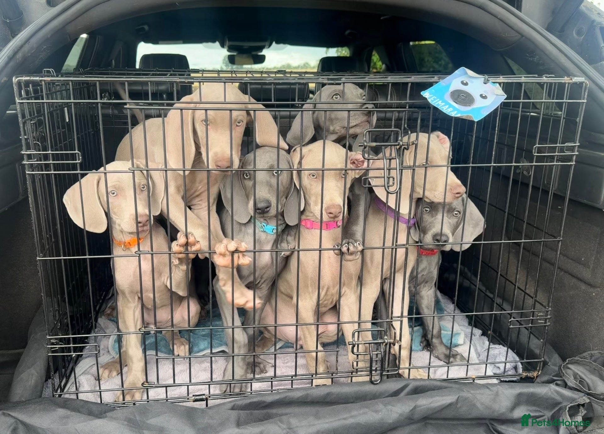 Weimaraner dogs Stunning 💙&🩶 KC Registered Weimaraner pups 🩷&💙 - Advert 6