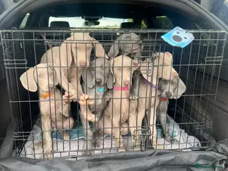 Weimaraner dogs Stunning 💙&🩶 KC Registered Weimaraner pups 🩷&💙 - Advert 6