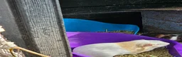 Guinea Pig rodents for sale: 8 male guinea pigs  - Advert 29