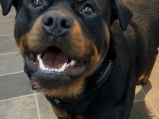 Rottweiler dogs in Falmouth - Advert 23