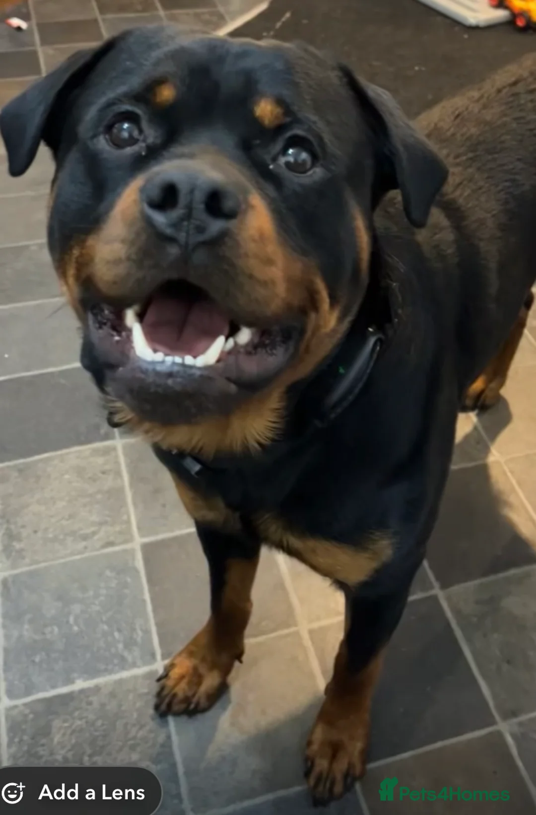 Rottweiler dogs for stud: Rottweiler for stud  in Falmouth - Advert 1