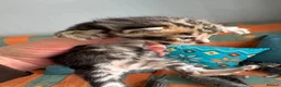 Bengal cats for sale: 3/4 blue bengal  kittens - Advert 14