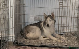 Siberian Husky dogs for sale:  Neico  Our Gentle 11 Year Old Husky 💔 🏡 - Advert 1