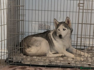Siberian Husky dogs Neico Our Gentle 11 Year Old Husky 💔 🏡 - Advert 3