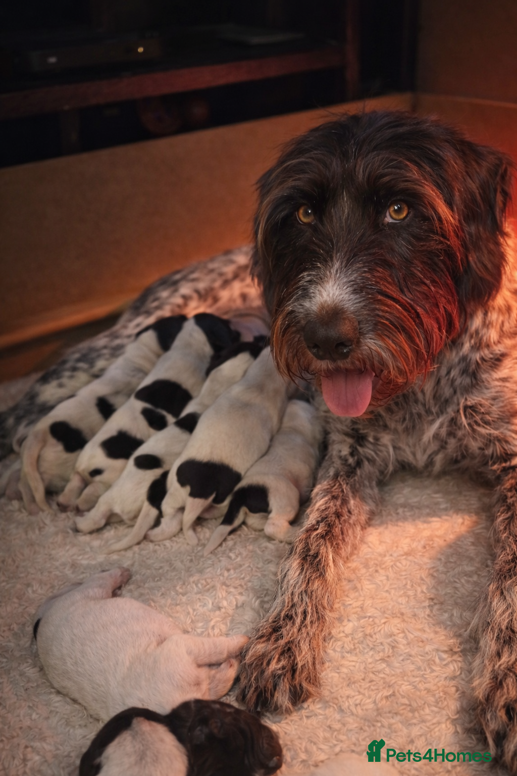 German Wirehaired Pointer dogs Quality KC Reg German Wirehaired Pointer Pups - Advert 1