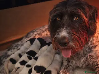 German Wirehaired Pointer dogs Quality KC Reg German Wirehaired Pointer Pups - Advert 1