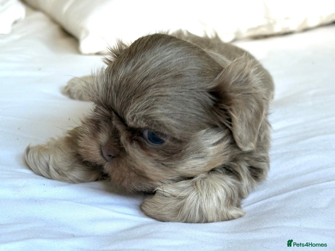 Shih Tzu dogs for sale: Beautiful Shih Tzu Boy - Advert 3