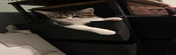 Mixed Breed cats for sale: Kittens for sale ready to go now.  in Gillingham - Advert 4