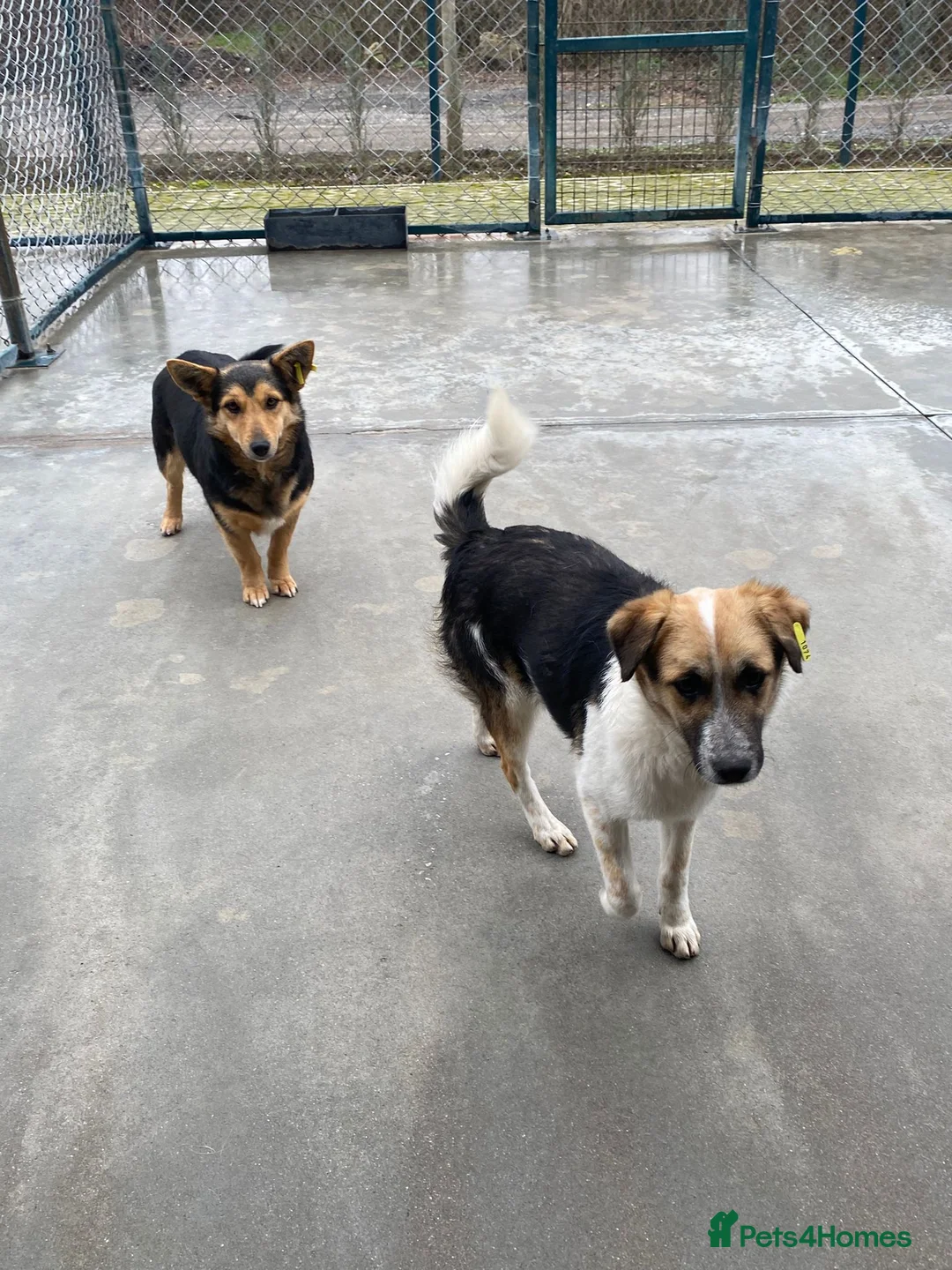 Mixed Breed dogs for adoption: Horace, 1.5 yr approx. Available for adoption. - Advert 2