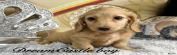 Miniature Dachshund dogs for sale: Ready to leave Kc long coat cream puppies  - Advert 19
