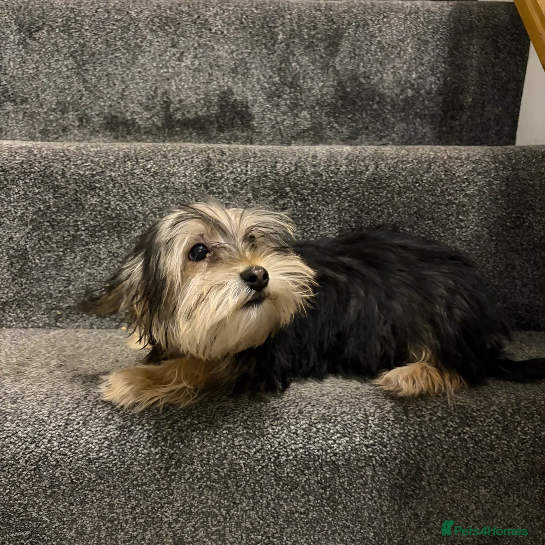 Biewer Terrier dogs for sale: Stunning male Biewer terrier  - Advert 2