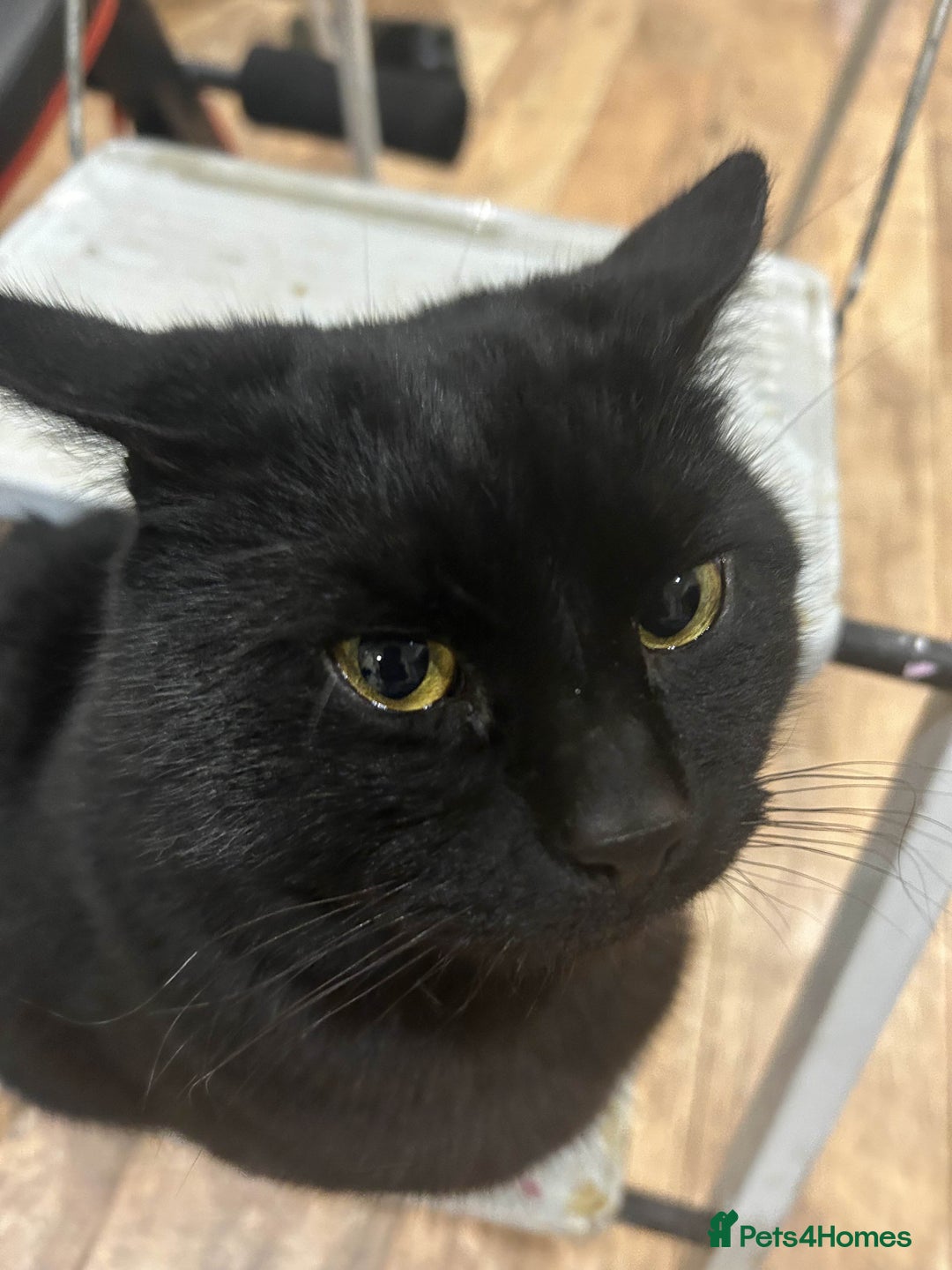 British Shorthair cats for sale: BLACK BRITISH SHORT HAIR CAT (comes with cat food) - Image 7