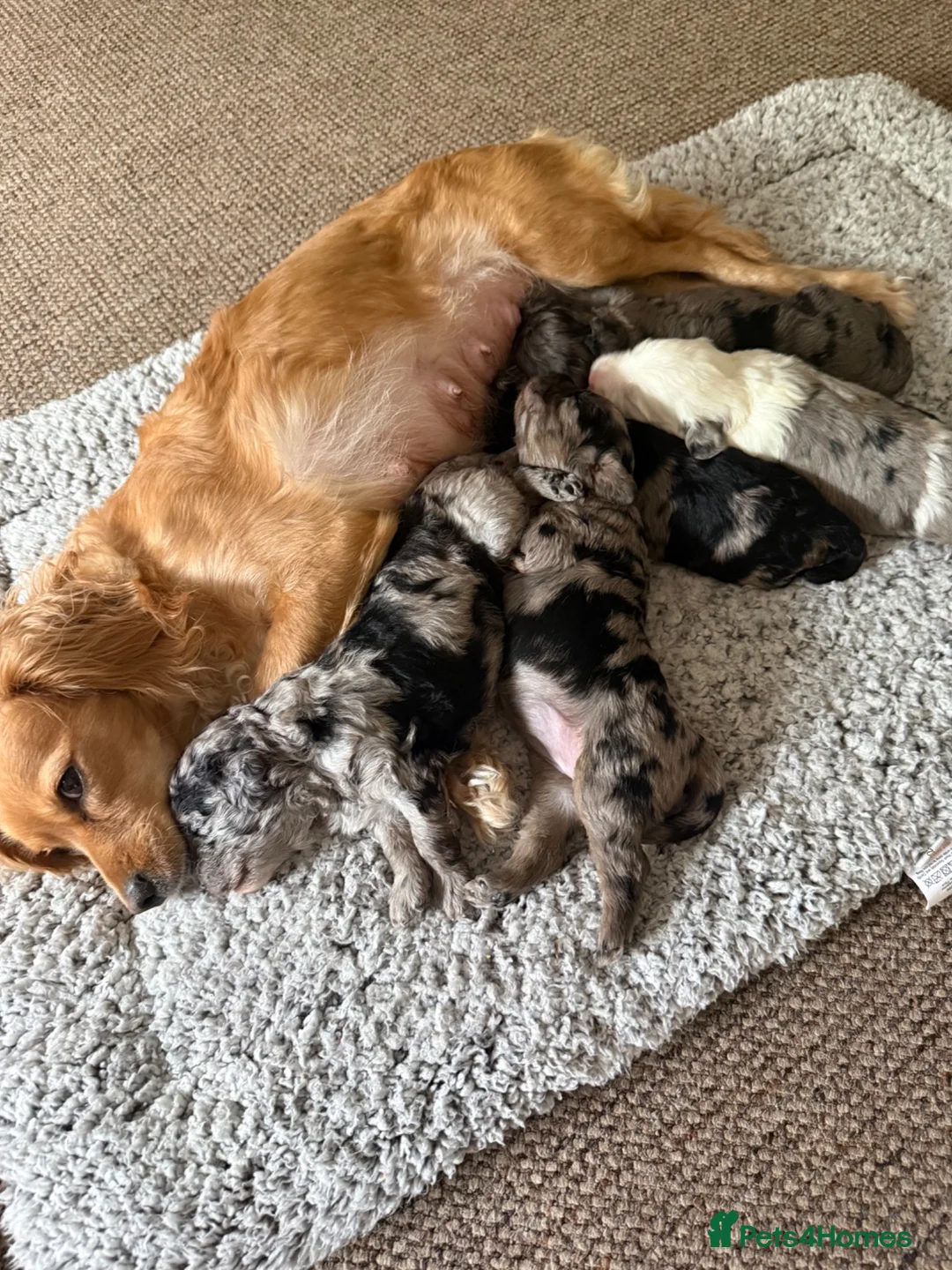 Cavapoo dogs for sale: F1 Merle Cavapoo puppies in Nottingham - Advert 2