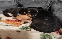Chihuahua dogs for sale: Tiny chihuahua's  - Image 12
