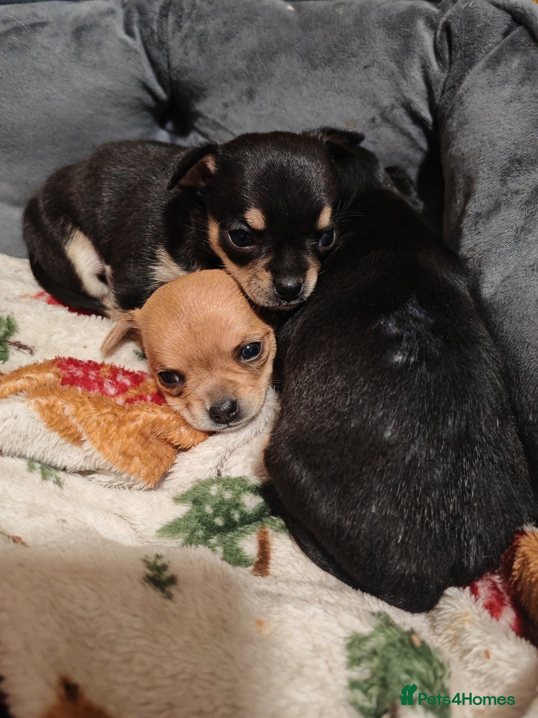Chihuahua dogs for sale: Tiny chihuahua's  - Image 12