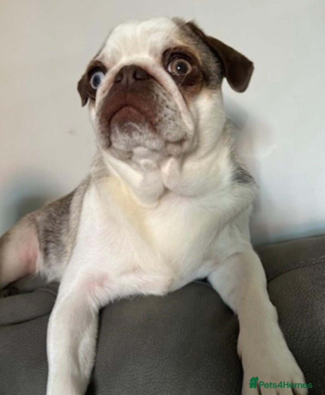 Pug dogs for sale: 4 year old panda pug  - Advert 3
