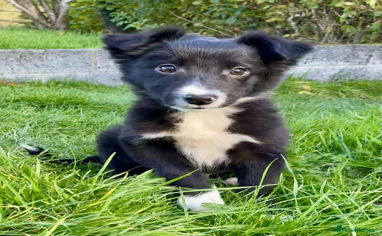 Border Collie dogs - Advert 14